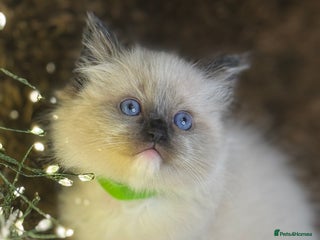 Ragdoll cats GCCF Pure Ragdoll Seal/Blue Point Lynx Mitted - Advert 1