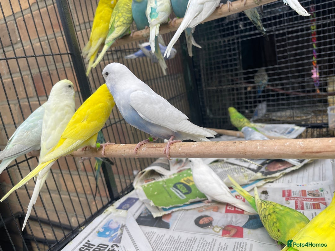 Budgerigars birds for sale: Baby Babies - Image 2