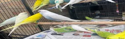 Budgerigars birds for sale: Baby Budgie birds - Advert 2