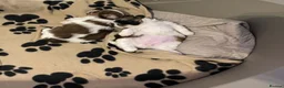 Shih Tzu dogs for sale:  🌟 2 Beautiful Female Puppies Ready Ready to go🌟 - Advert 9