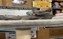 British Shorthair cats for sale: Pedigree Blue British Shorthair 💙💙💙💗💗💗💗 - Image 31