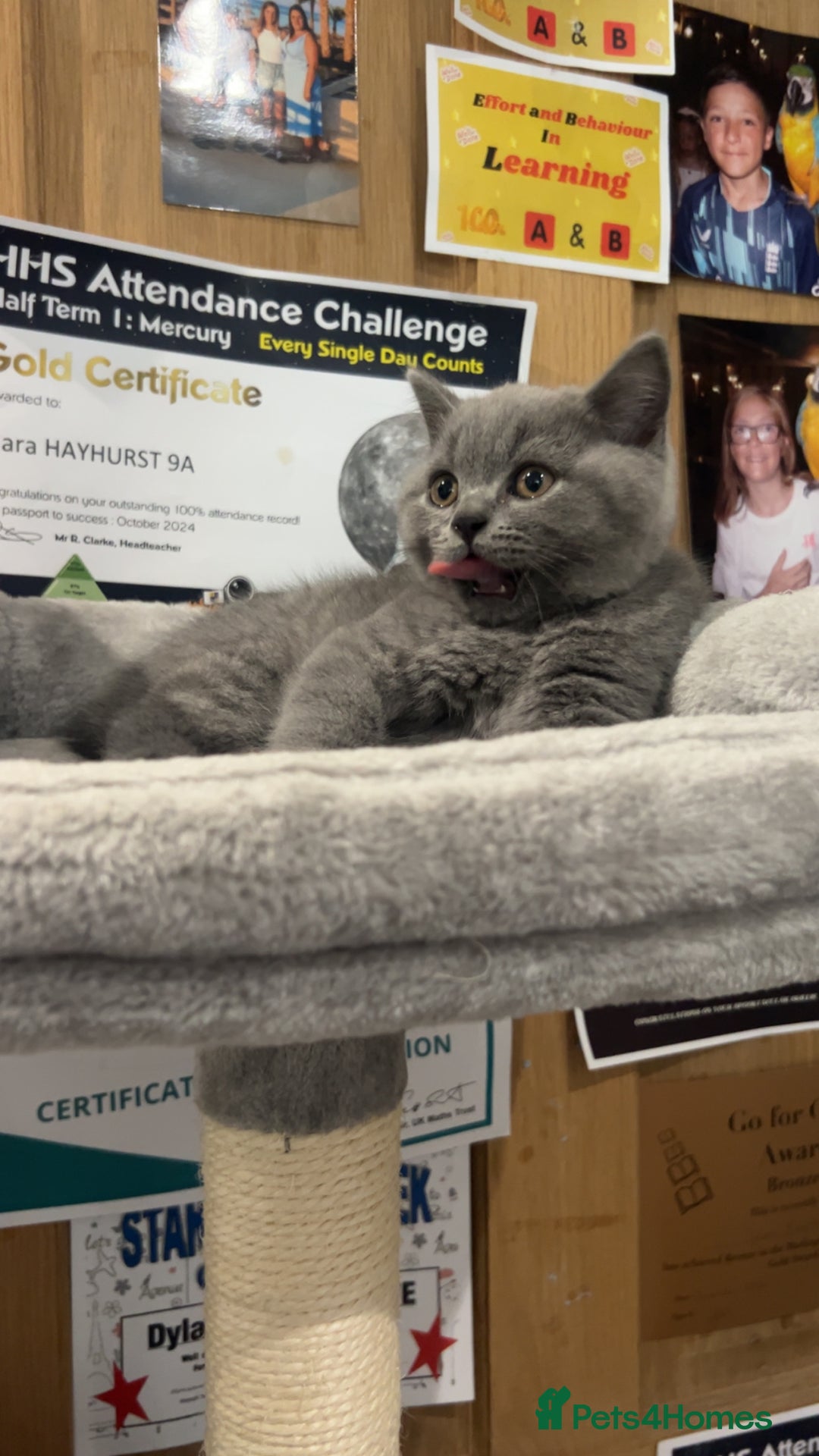 British Shorthair cats for sale: Pedigree Blue British Shorthair 💙💙💙💗💗💗💗 - Image 31