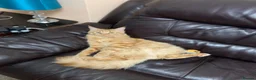 Maine Coon cats for sale: Ginger 3/4 Maine Coon and Khao Manee - Theodore  - Advert 16