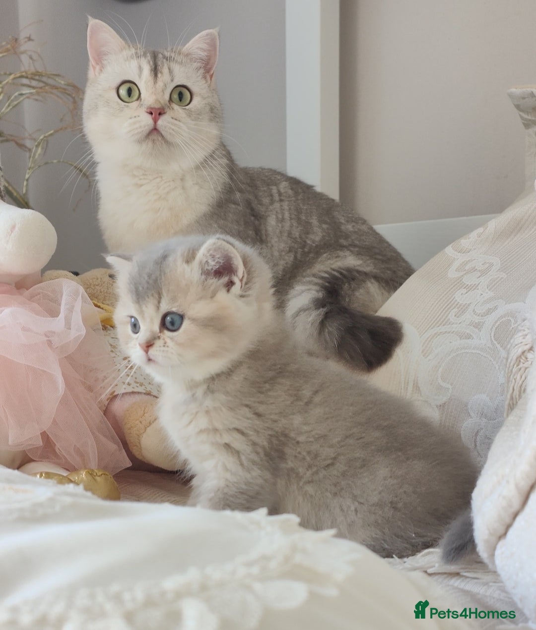 Scottish Fold cats for sale: Scottish fold/straight  - Advert 3