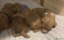 Cavapoo dogs for sale: Gorgeous and adorable F1b toy cavapoo puppies  - Image 13