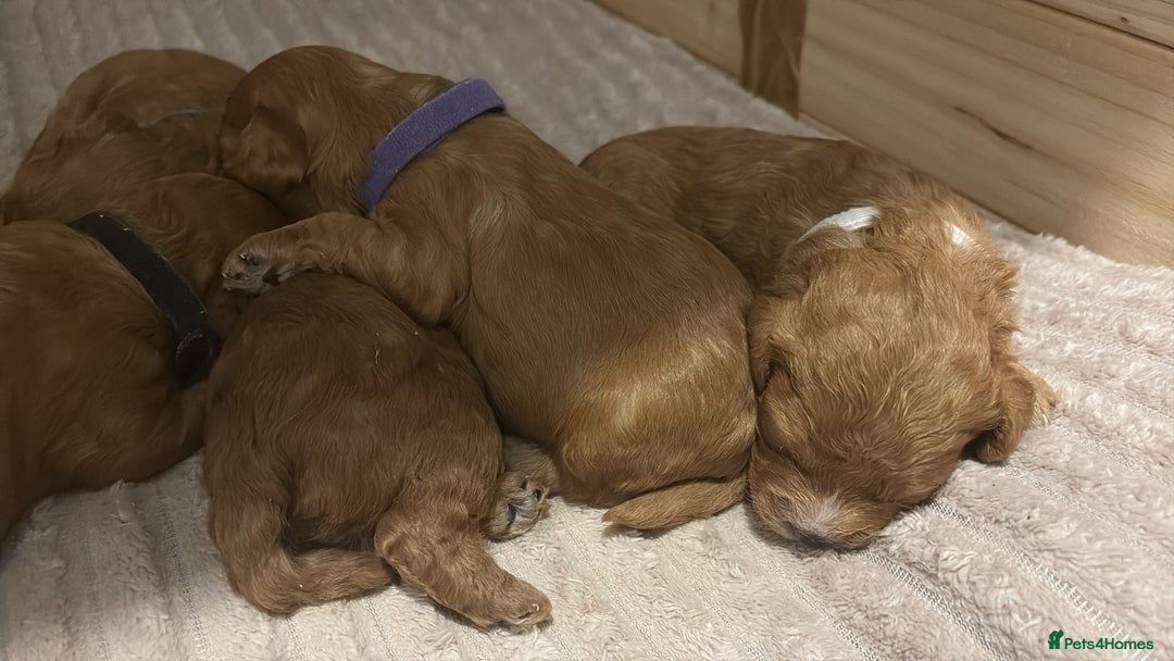 Cavapoo dogs for sale: Gorgeous and adorable F1b toy cavapoo puppies  - Image 13