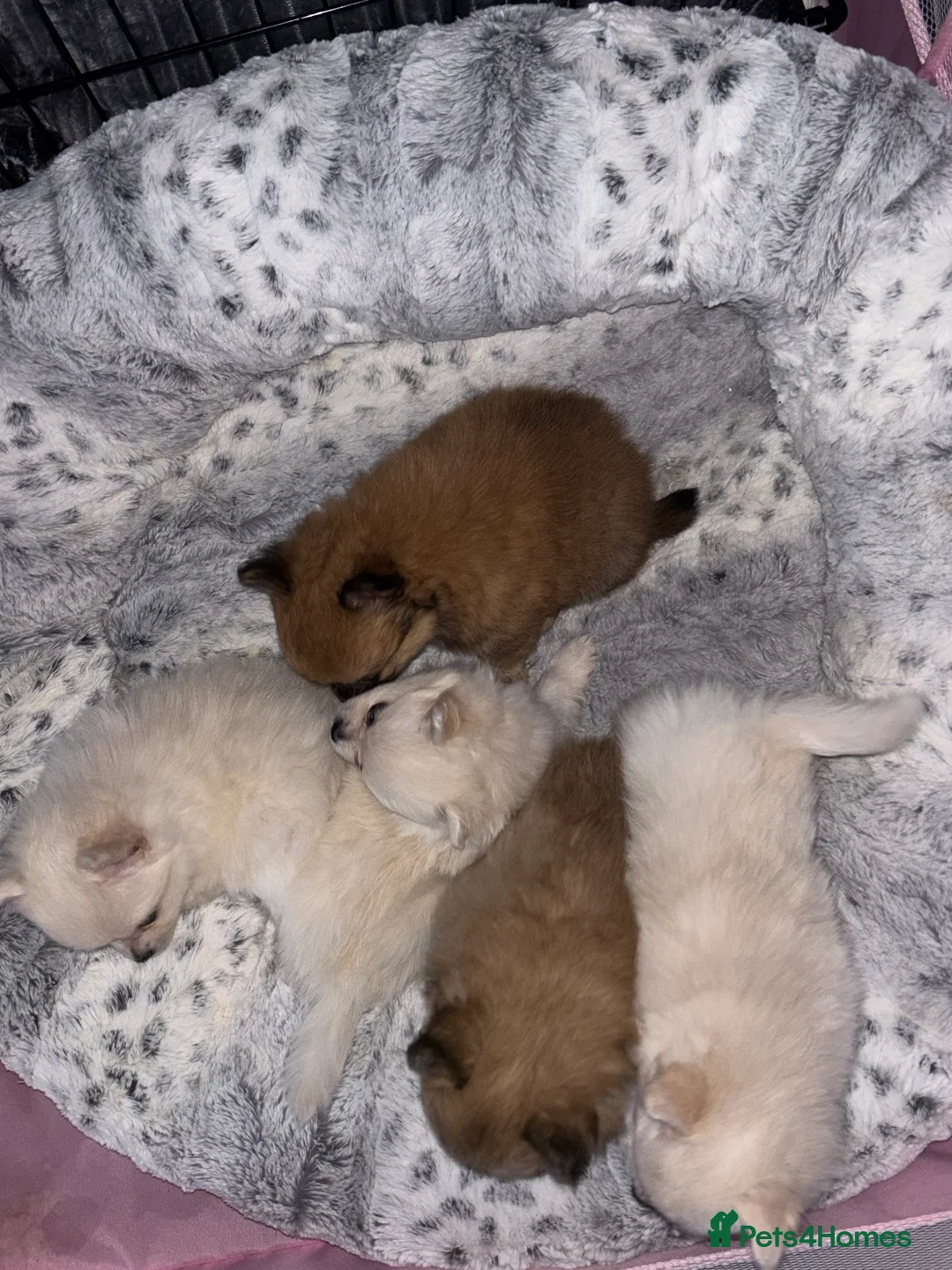 Pomchi dogs for sale: pomchi puppies - Advert 2