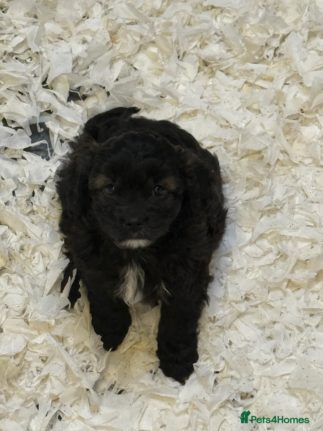 Cavapoo dogs for sale: Ready Now Stunning F1 Cavapoo boy - Advert 7