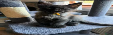 Maine Coon 4