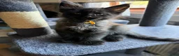 Maine Coon cats for sale: 6 beautiful Maine coon kittens  - Advert 23