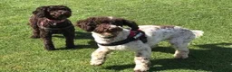Cockapoo dogs for sale: Stunning Chocolate Show Cockapoo pups - Advert 11