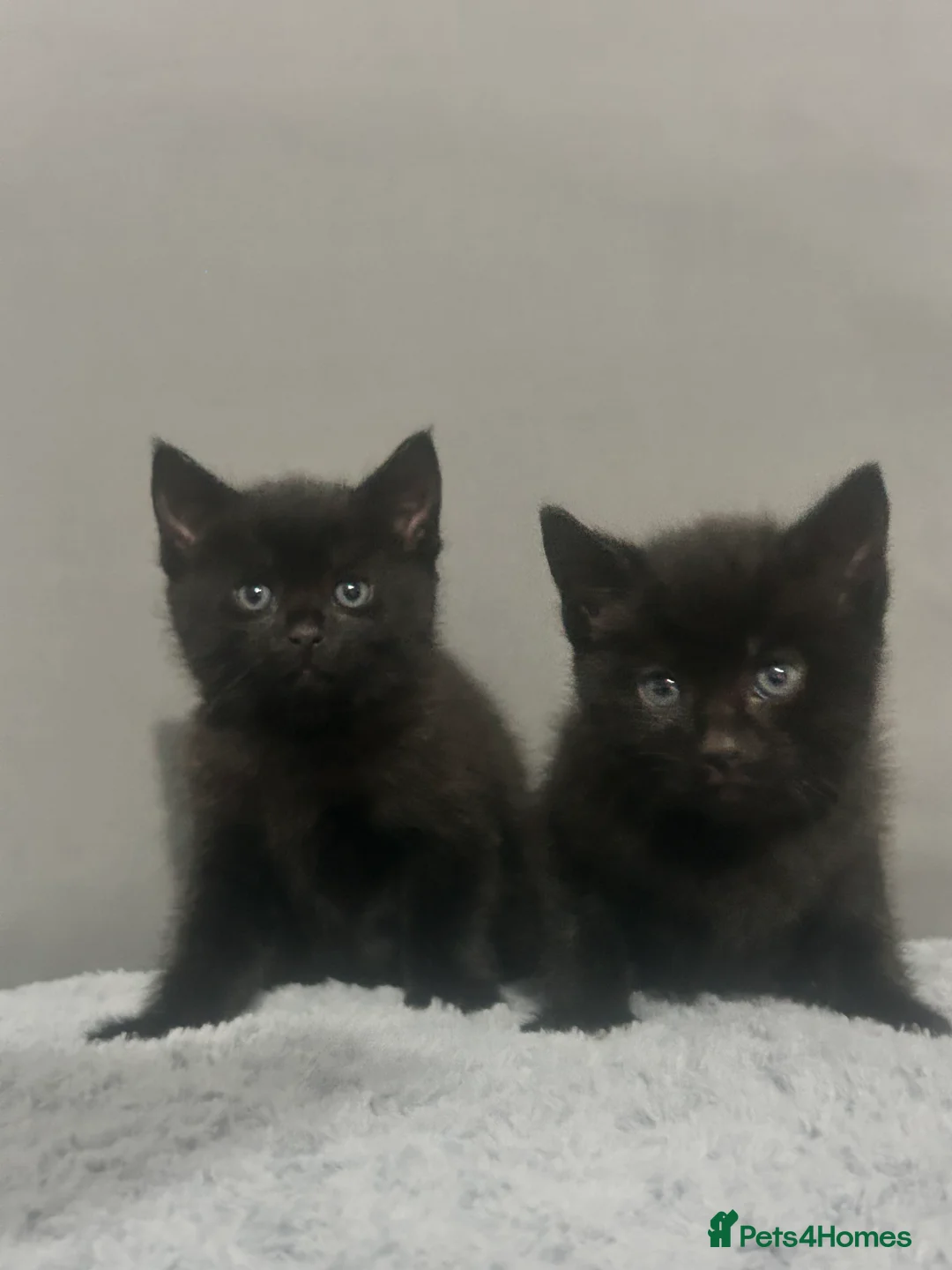 Mixed Breed cats for sale: black kittens  - Advert 8