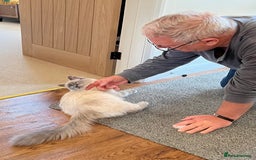 Ragdoll cats for sale: Beautiful blue point Ragdoll - Image 3