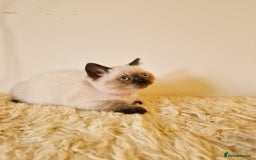 British Shorthair cats for sale: British Shorthair kittens  - Image 16