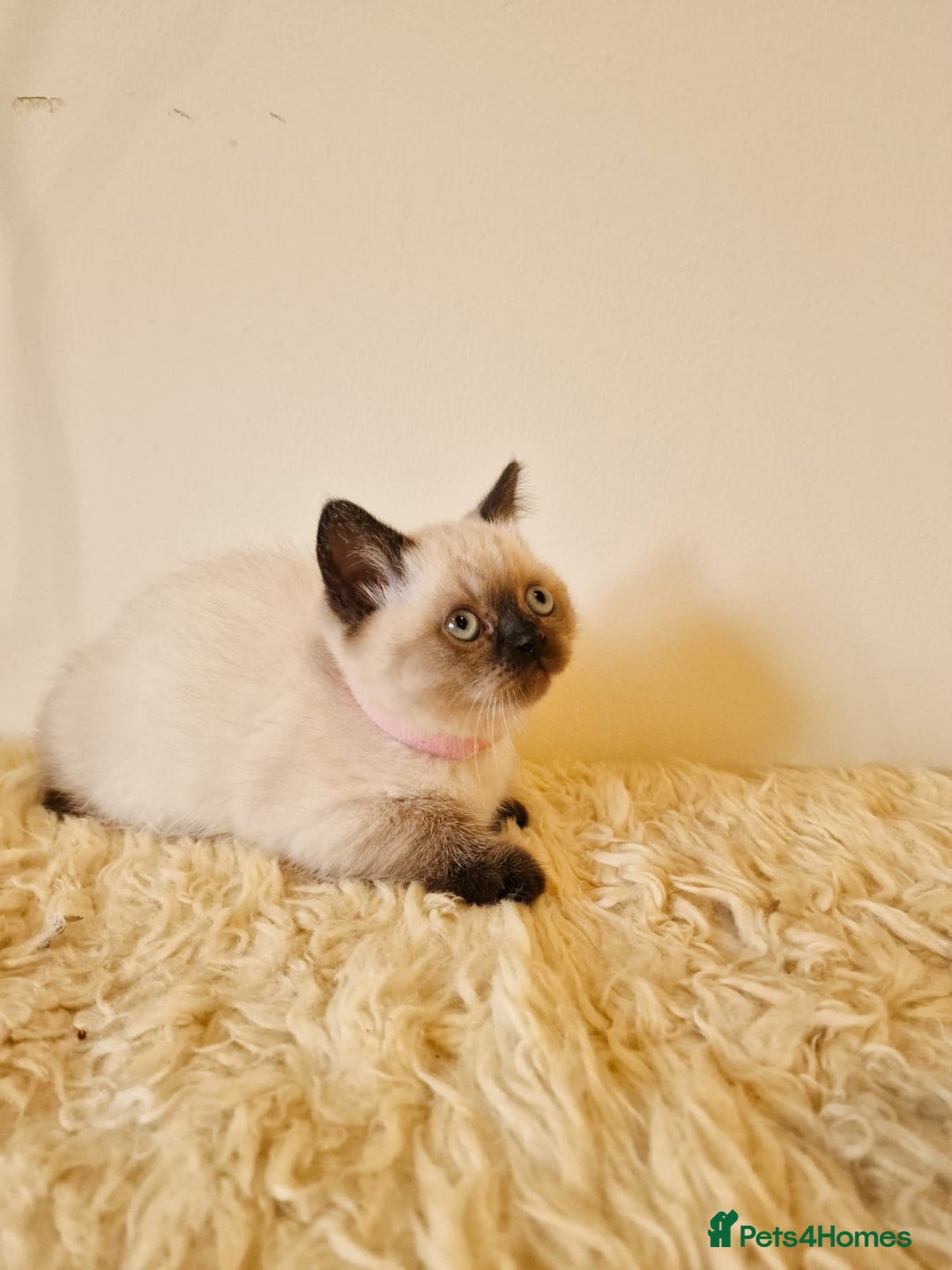 British Shorthair cats for sale: British Shorthair kittens  - Image 16
