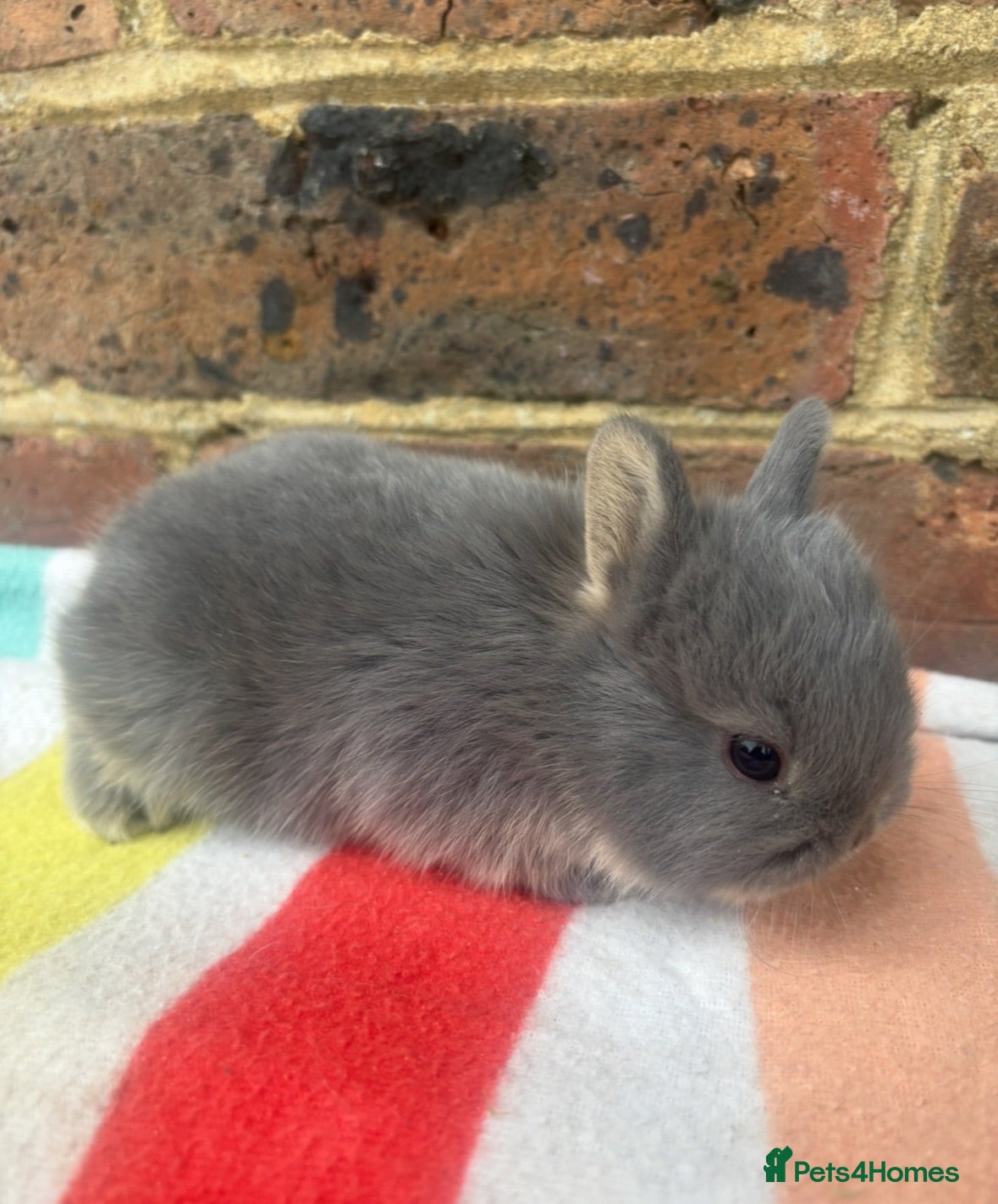 Netherland Dwarf rabbits Friendly Netherland Dwarf bunnies - Advert 1