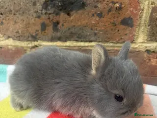 Netherland Dwarf rabbits Friendly Netherland Dwarf bunnies - Advert 1