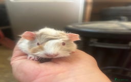 Guinea Pig rodents for sale: Litter of 6 beautiful baby Abyssinian guinea pigs - Image 8