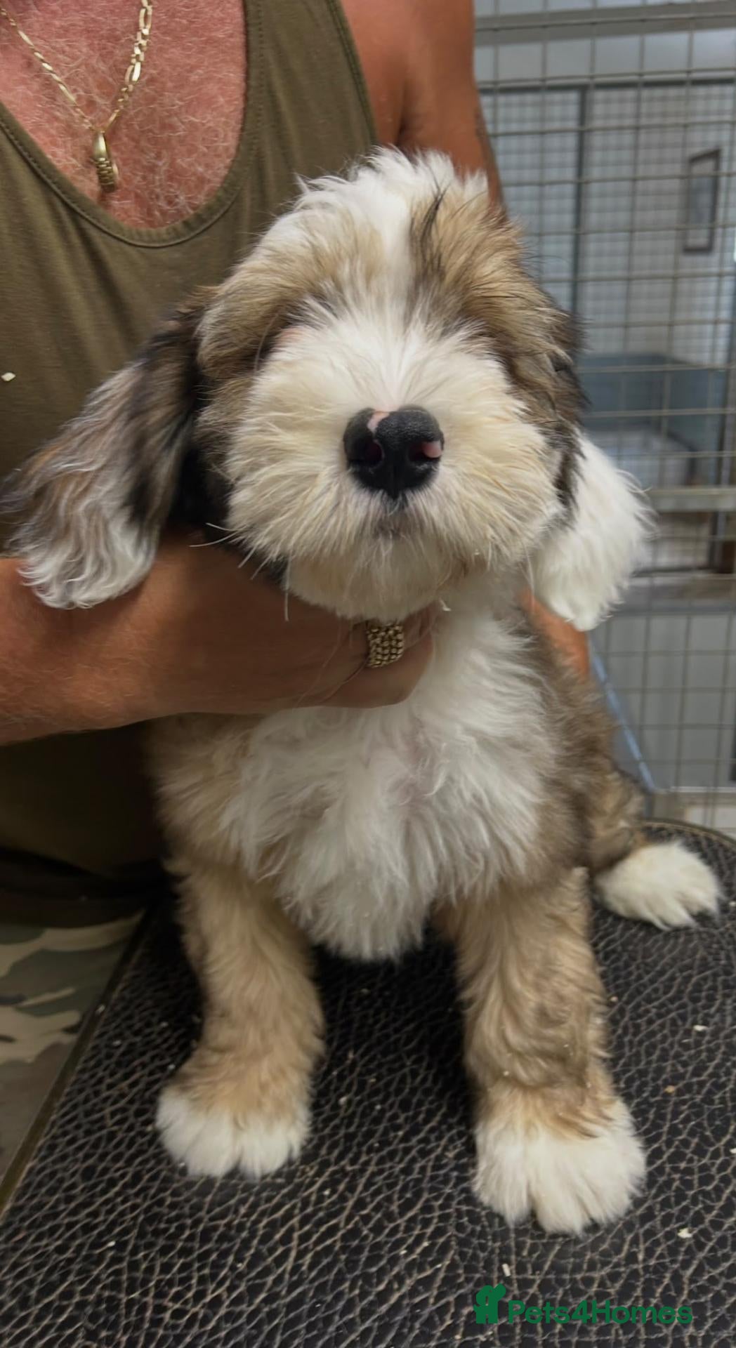 Tibetan Terrier dogs Araki Tibetan Terrier pup for sale. - Advert 2