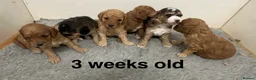 Cockapoo dogs for sale: Outstanding Cockapoo Puppies - Fully Health Tested - Advert 3