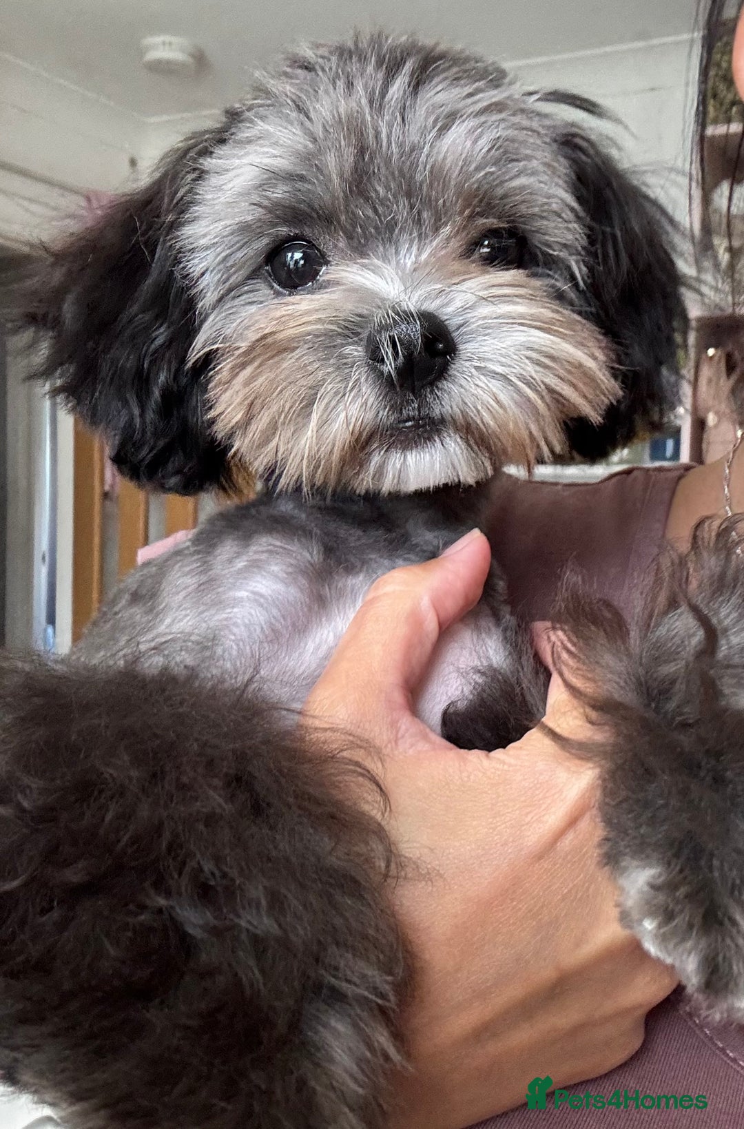 Grey Maltipoo ?Ready Now UNIQUE Asian Maltipoo Boy? For Sale In