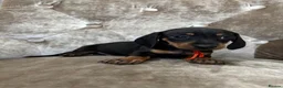 Miniature Dachshund dogs for sale: Miniature dachshunds  in Runcorn - Advert 11