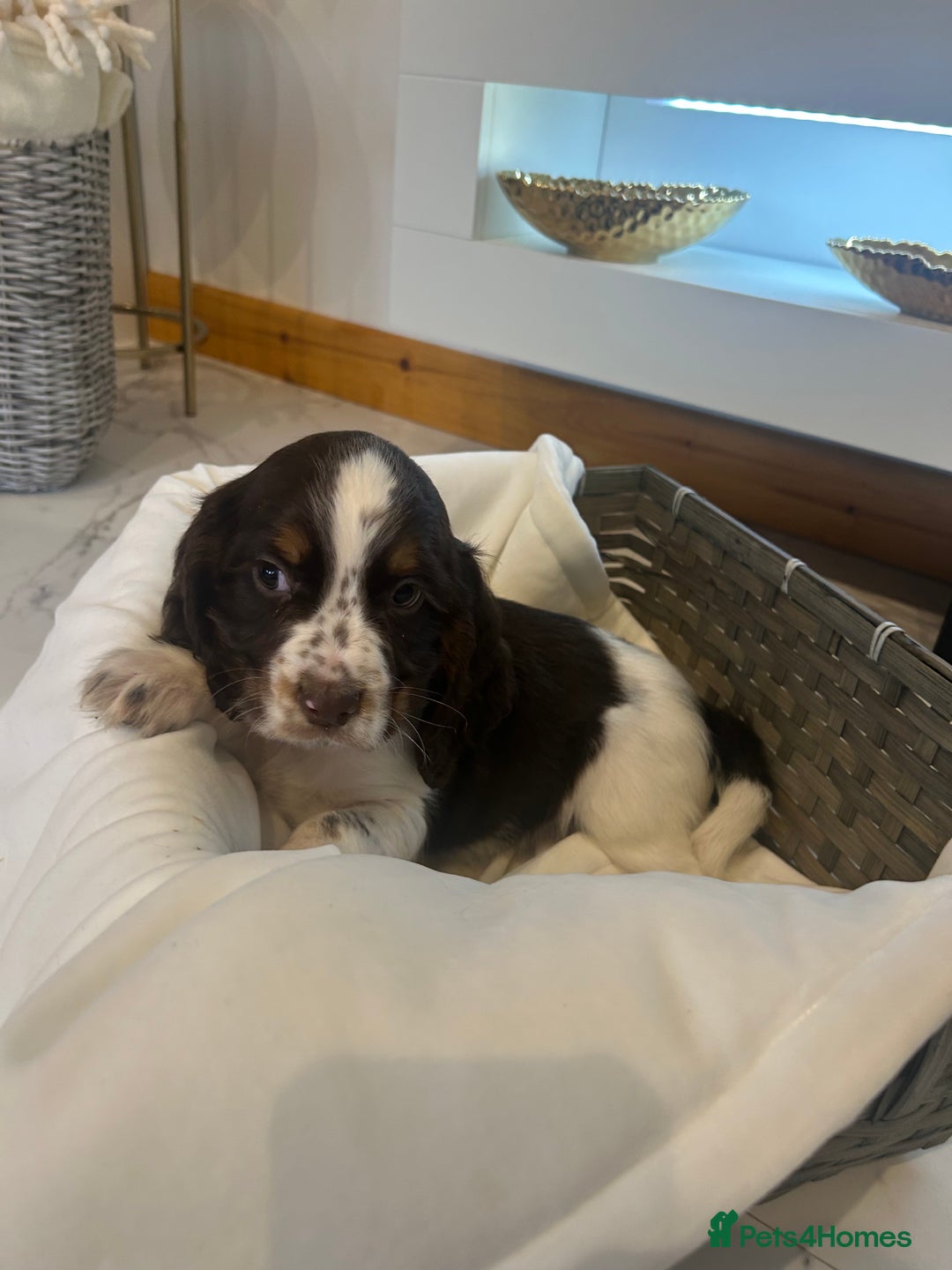 Cocker Spaniel dogs for sale: Rainbow litter cocker spaniel puppies  - Advert 3