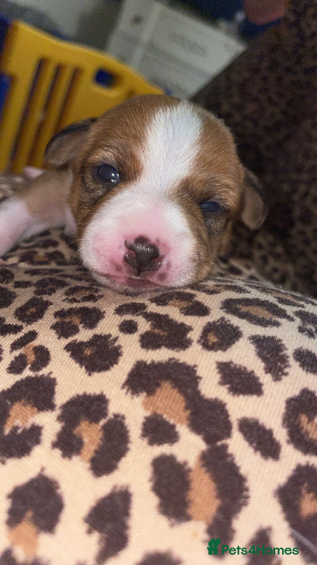 Jack Russell dogs for sale: Jack Russell Terriors  - Advert 6