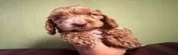 Cockapoo dogs for sale: F1 Cute Fluffy Pups ready to Go Home  - Advert 4
