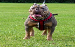 Olde English Bulldogge dogs for sale: Genetic Clear, Hip & Elbow Graded Breeding - Image 22