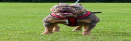 Olde English Bulldogge dogs for sale: BUYER PULL OUT LAST MALE REDUCED!!!! - Advert 19