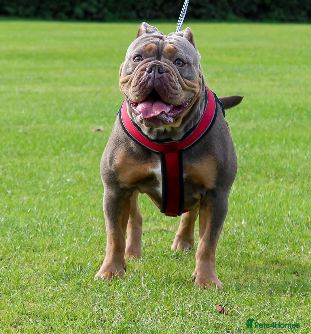 Olde English Bulldogge dogs for sale: Genetic Clear, Hip & Elbow Graded Breeding - Image 22