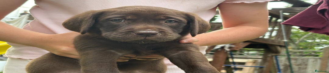 Labrador Retriever Puppy 1
