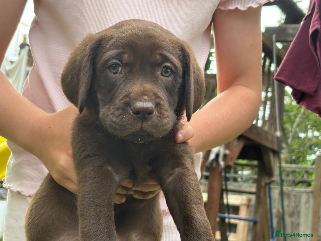 Labrador Retriever dogs for sale: KC reg Labrador puppies handled by children  - Image 4