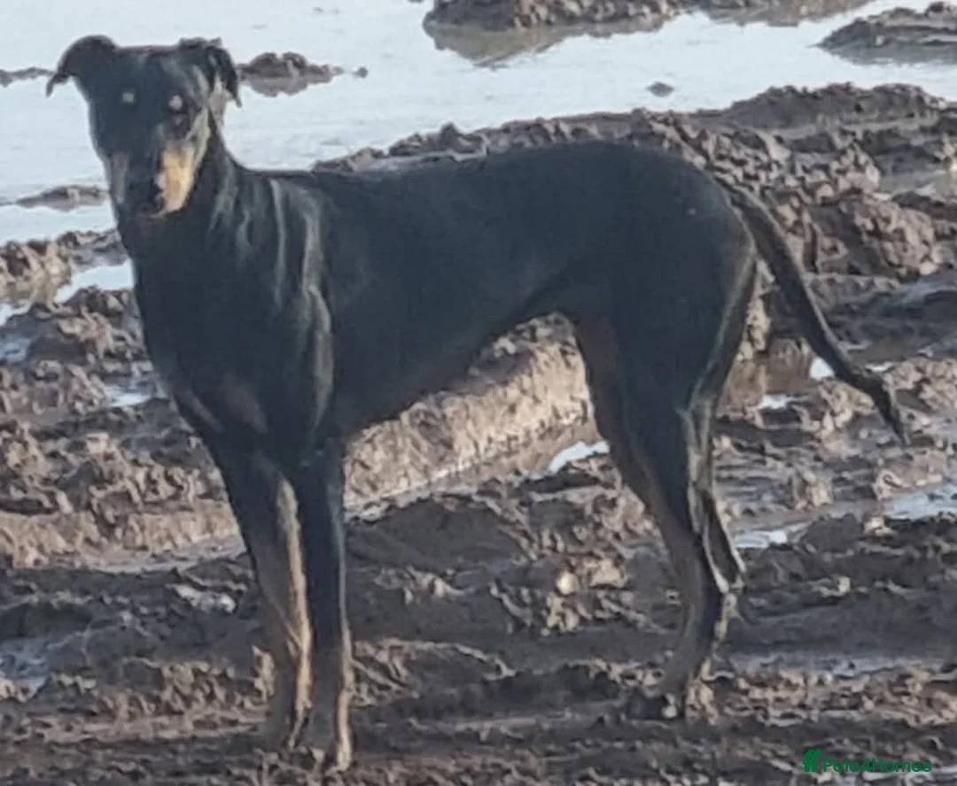 Mixed Breed dogs for sale: Saluki bull - Advert 1