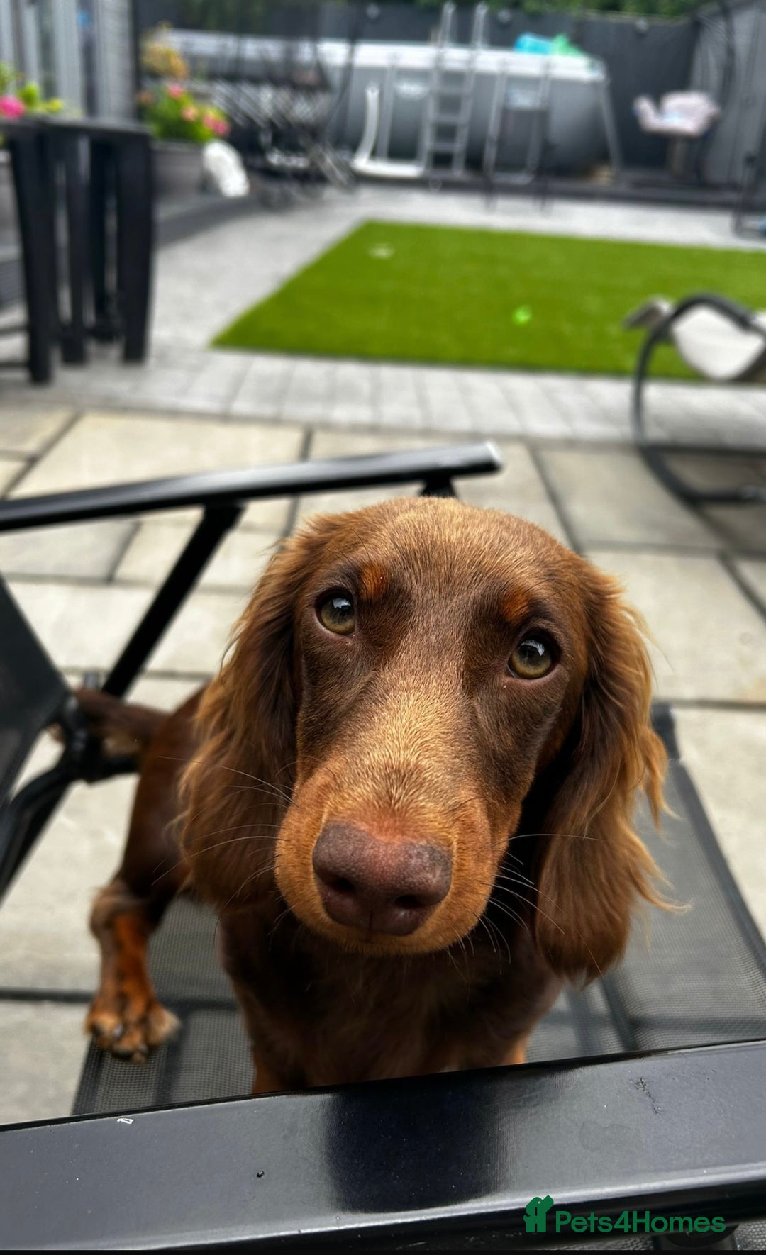 Mixed Breed dogs for sale: Doxiepoos adorable  - Image 10