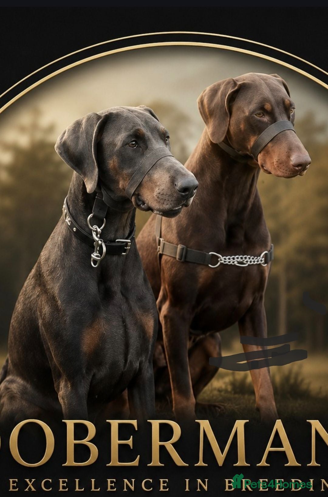 Dobermann dogs ⭐️⭐️⭐️⭐️⭐️ KC Reg Euro Dobermann male available.  - Advert 6