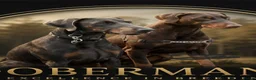 Dobermann dogs for sale: ⭐️⭐️⭐️⭐️⭐️ KC Reg Euro Dobermann male available.  - Advert 18