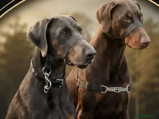 Dobermann dogs ⭐️⭐️⭐️⭐️⭐️ KC Reg Euro Dobermann male available. - Advert 10
