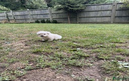 Maltese dogs for sale: Puppies Bichon Maltese Size Mini Toy - Image 3