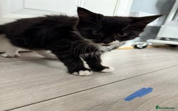 Mixed Breed cats for sale: 1 male 1 female black and white kitten for sale  - Image 2