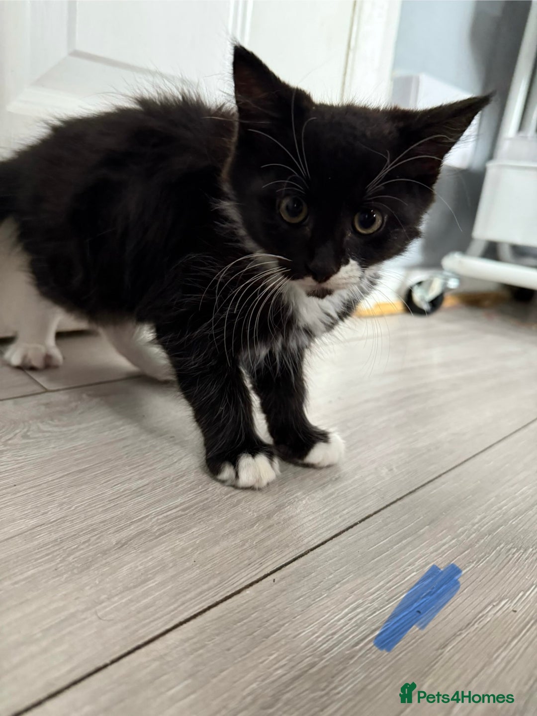 Mixed Breed cats for sale: 1 male 1 female black and white kitten for sale  - Image 2