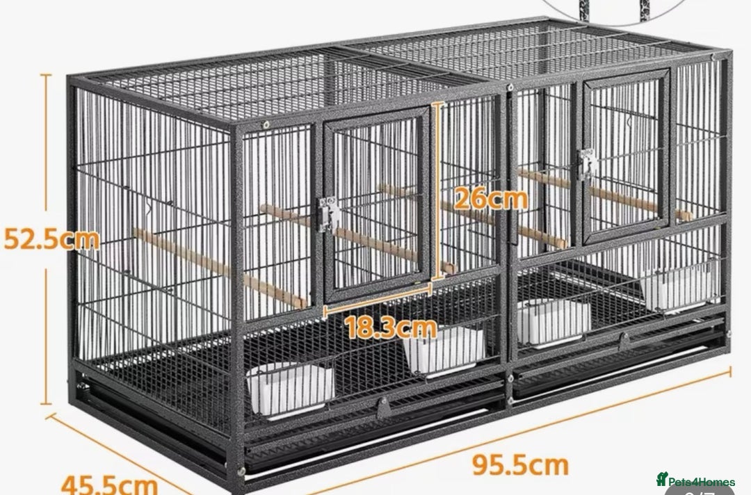 Conures birds for sale: Breading Pair of Green-Cheeked Conures Experienced - Advert 8