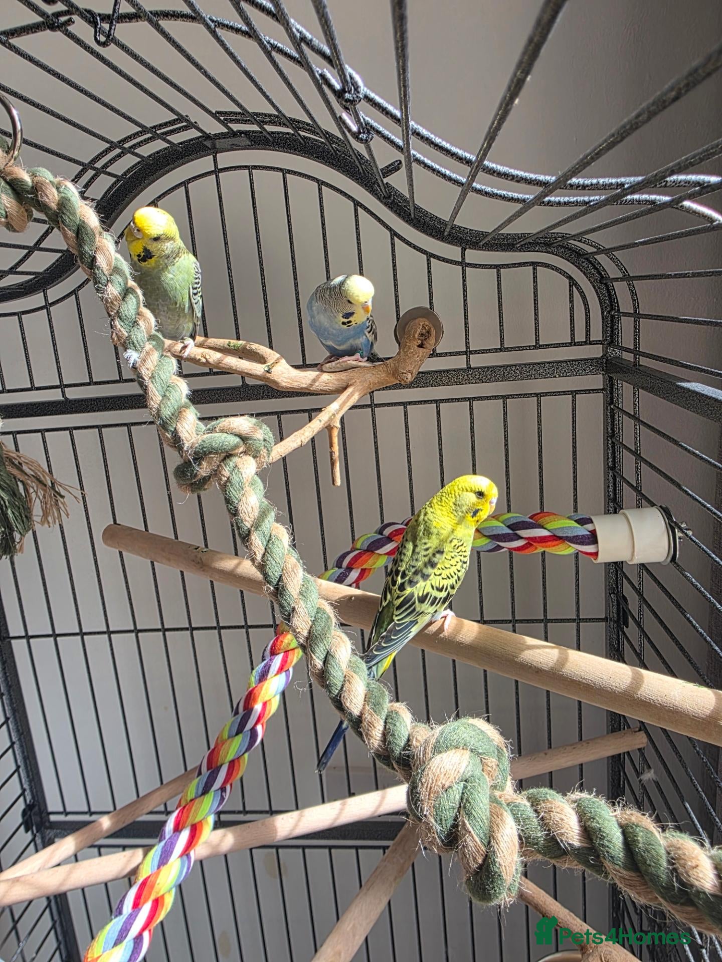 Budgerigars birds Budgies for sale  - Advert 5
