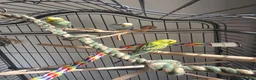 Budgerigars birds for sale: Budgies for sale  - Advert 1