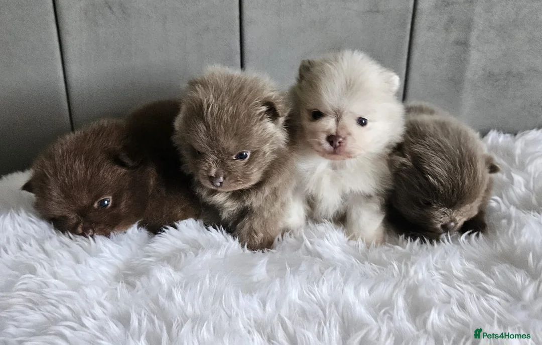 Pomeranian dogs for stud: Solid Lilac Tiny 1.8kg Stud Dog DNA health tested in Rotherham - Advert 14