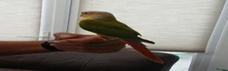 Conures birds for sale: Tame pineapple conures hand reared  in Chippenham - Advert 6