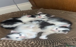 Ragdoll cats for sale: Half Ragdoll Kittens  - Image 2