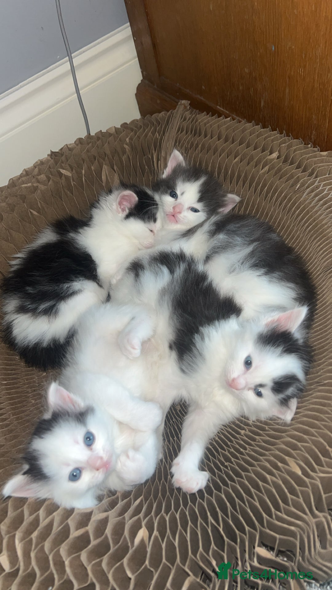 Ragdoll cats for sale: Half Ragdoll Kittens  - Image 2