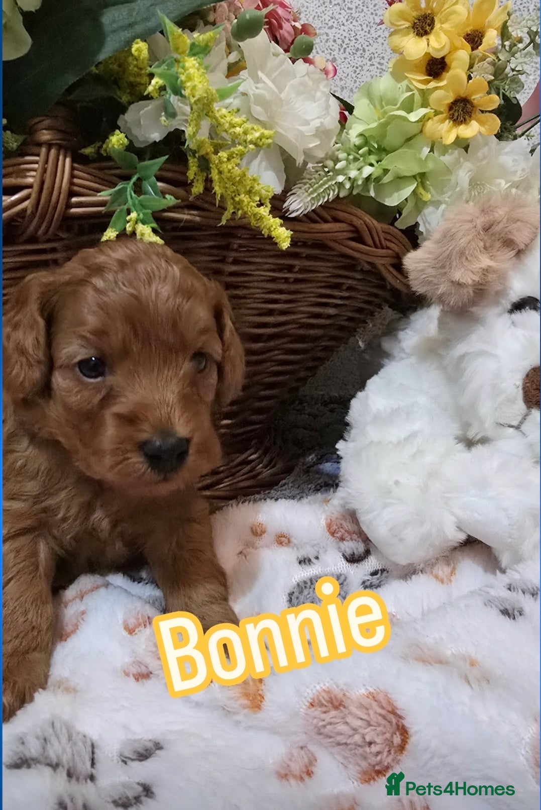 Cockapoo dogs  Toy cockerpoo health tested licensed Breeder  - Advert 2